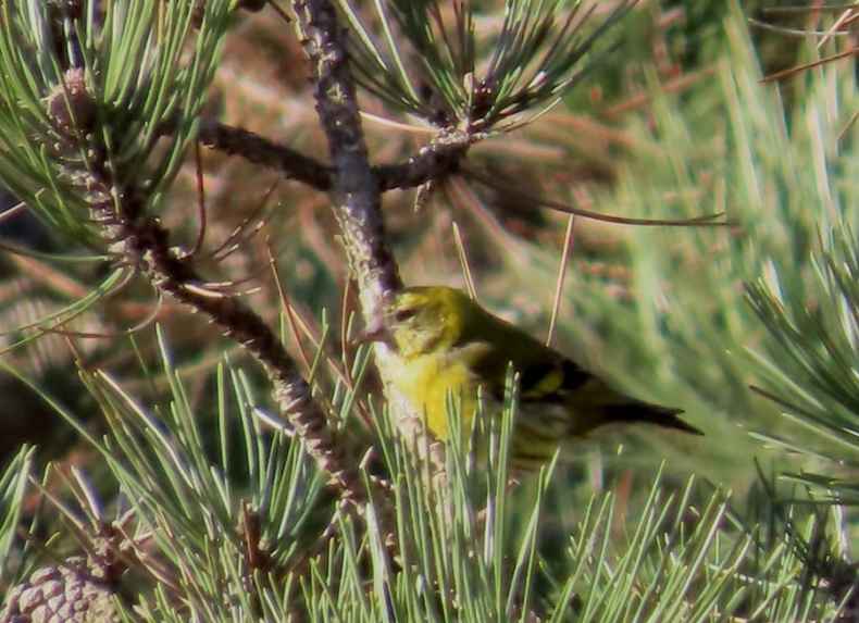 Eurasian Siskin